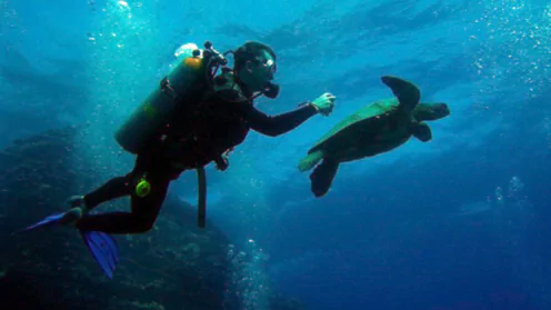 496x279-blog-scuba-diving-67935fbf18938