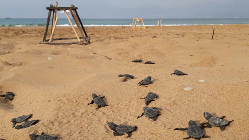 496x279-blog-turtle-nest-beach-webp